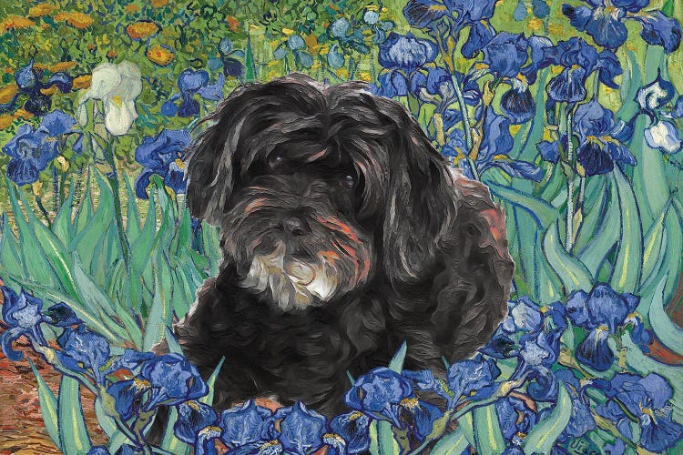 Schnoodle Irises