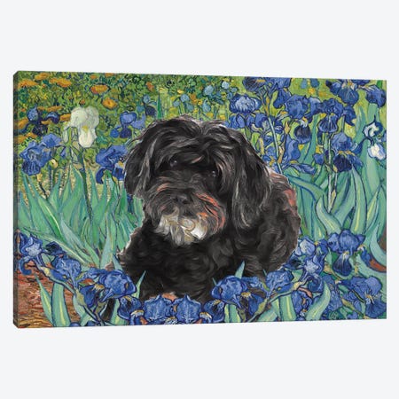 Schnoodle Irises Canvas Print #NDG82} by Nobility Dogs Canvas Art
