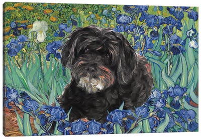 Schnoodle Irises Canvas Art Print - Nobility Dogs