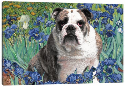 English Bulldog Irises Canvas Art Print - Bulldog Art