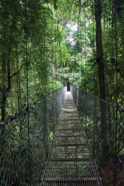 Mistico Arenal Hanging Bridges Park In Costa Rica Portrait