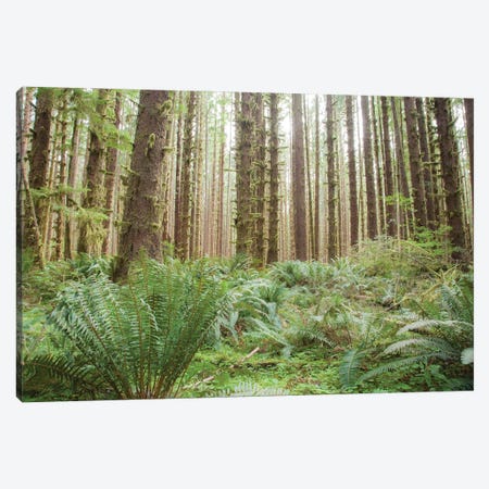 Trees in the Hoh Olympic National Park, Washington State. Canvas Print #NDS14} by Michele Niles Canvas Art