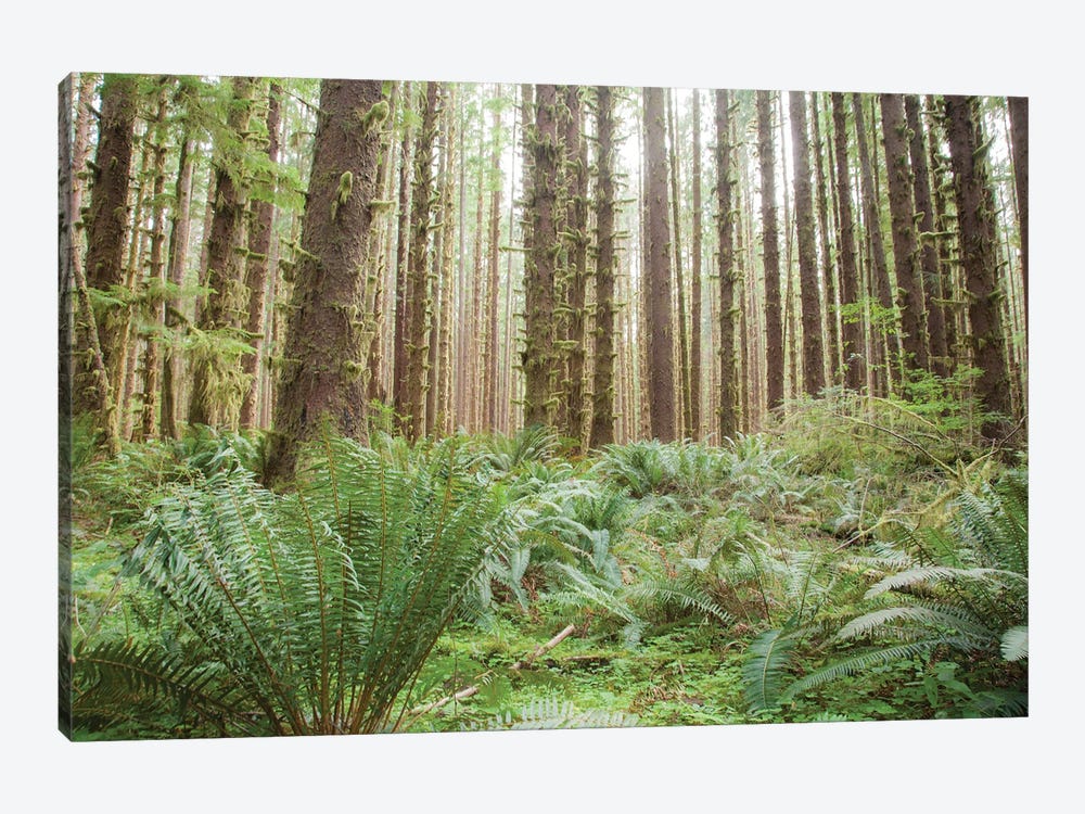 Trees in the Hoh Olympic National Park, Washington State. by Michele Niles 1-piece Canvas Art Print