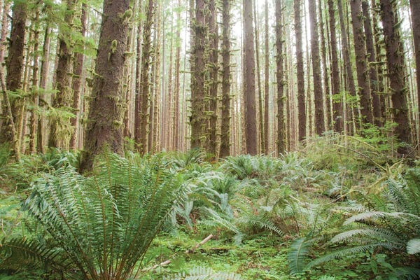 Michele Niles: Trees in the Hoh Olympic National Park, Washington State. by Michele Niles