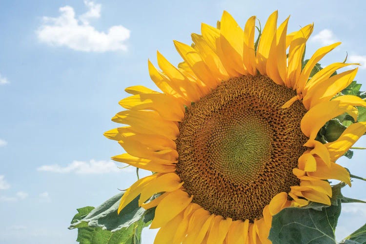 Sunflowers blooming near lavender fields during summer in Valensole, Provence, France.