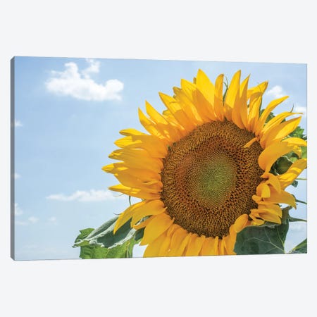 Sunflowers blooming near lavender fields during summer in Valensole, Provence, France. Canvas Print #NDS6} by Michele Niles Art Print