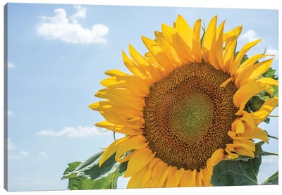 Sunflowers blooming near lavender fields during summer in Valensole, Provence, France. Canvas Art Print