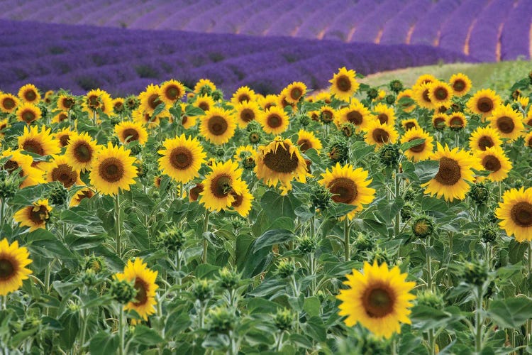 Sunflowers blooming near lavender fields during summer in Valensole, Provence, France.