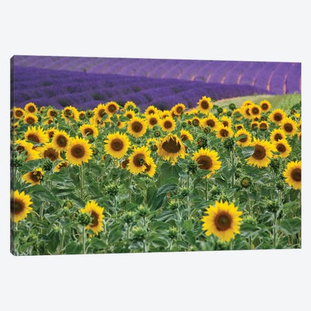 Sunflowers blooming near lavender fields during summer in Valensole, Provence, France. Canvas Print #NDS7} by Michele Niles Canvas Art Print
