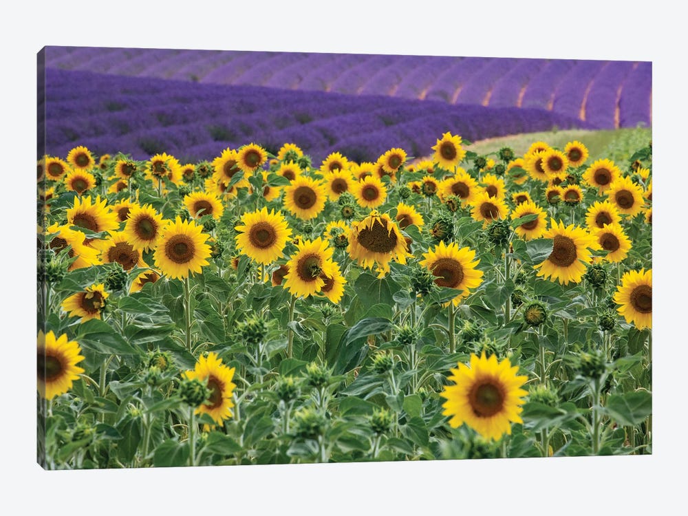 Sunflowers blooming near lavender fields during summer in Valensole, Provence, France. by Michele Niles 1-piece Canvas Print