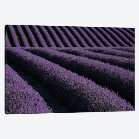 Lavender fields on Valensole Plain, Provence, Southern France. Canvas Print #NDS8} by Michele Niles Canvas Wall Art