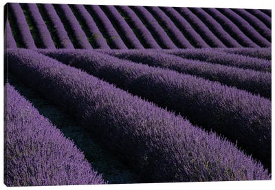 Lavender fields on Valensole Plain, Provence, Southern France. Canvas Art Print