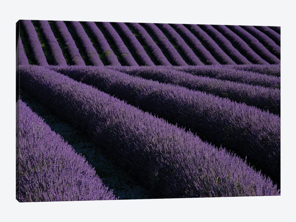 Lavender fields on Valensole Plain, Provence, Southern France. by Michele Niles 1-piece Canvas Art