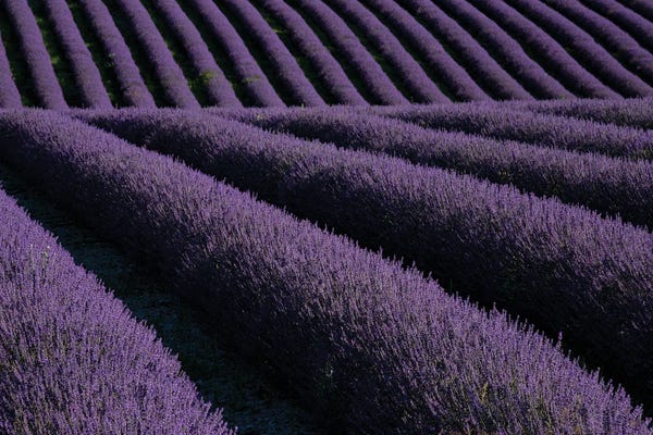 Mediterranean Décor: Lavender fields on Valensole Plain, Provence, Southern France. by Michele Niles