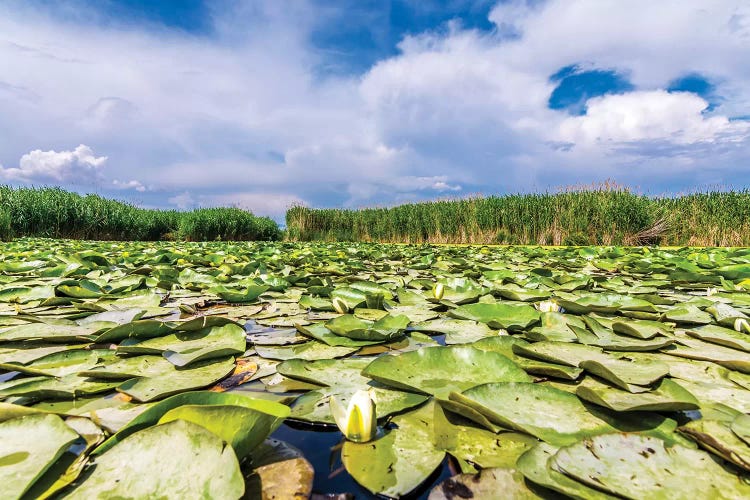 Lotus Field