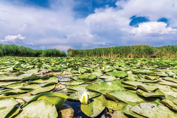 Lotuses: Lotus Field by Nejdet Duzen