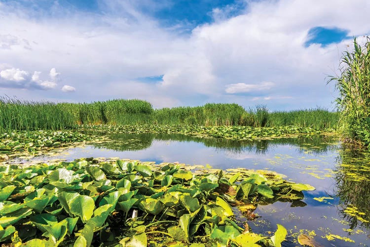 Lotus Field On Lake