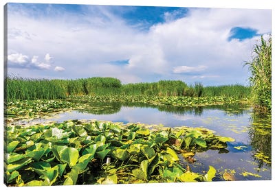 Lotus Field On Lake Canvas Art Print - Nejdet Duzen