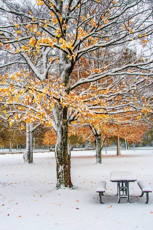 Autumn And Snow