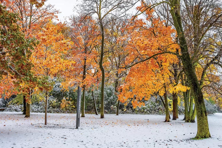 Beauty Of Snow