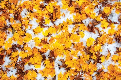 Beauty Of Foliage by Nejdet Duzen framed wall art