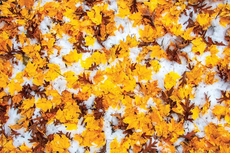 Beauty Of Foliage by Nejdet Duzen wall art