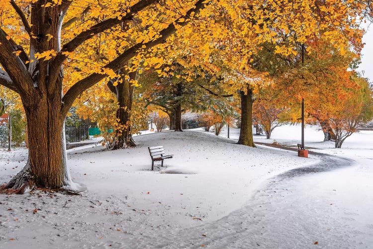 Bench In Snow