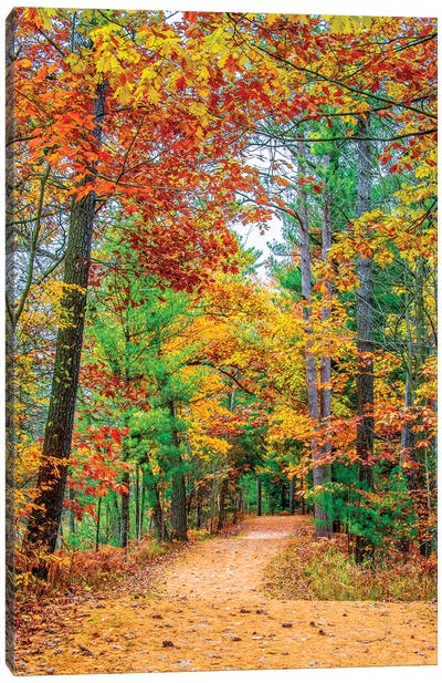 Road To Forest Canvas Art Print
