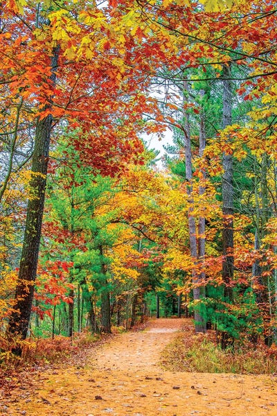 Trails, Paths & Roads: Road To Forest by Nejdet Duzen