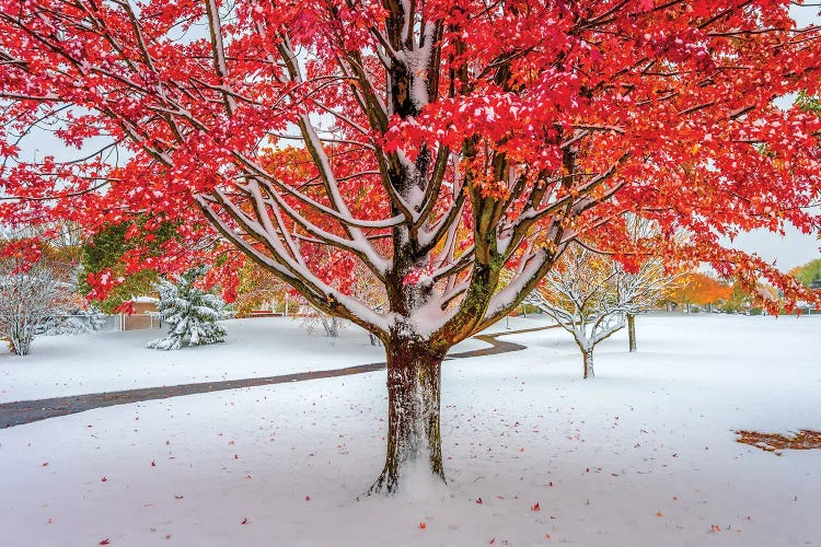 Red And White by Nejdet Duzen wall art
