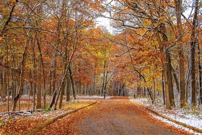 Colorful Wood by Nejdet Duzen framed wall art