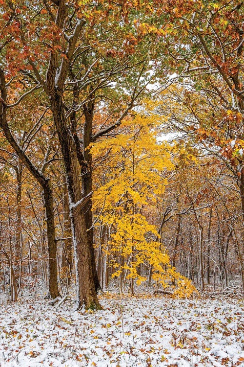 White And Yellow