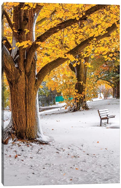 Autumn And Winter Canvas Art Print - City Park Art
