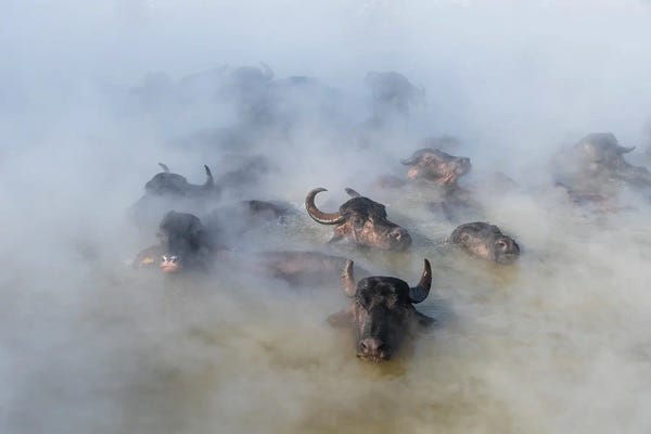 Bison & Buffaloes: Animal Bath III by Nejdet Duzen