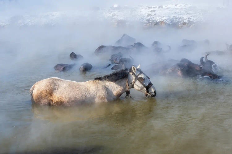 Animal Bath IV