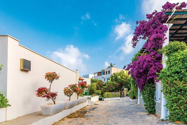 Bougainvillea: Bodrum,Turkey VII by Nejdet Duzen