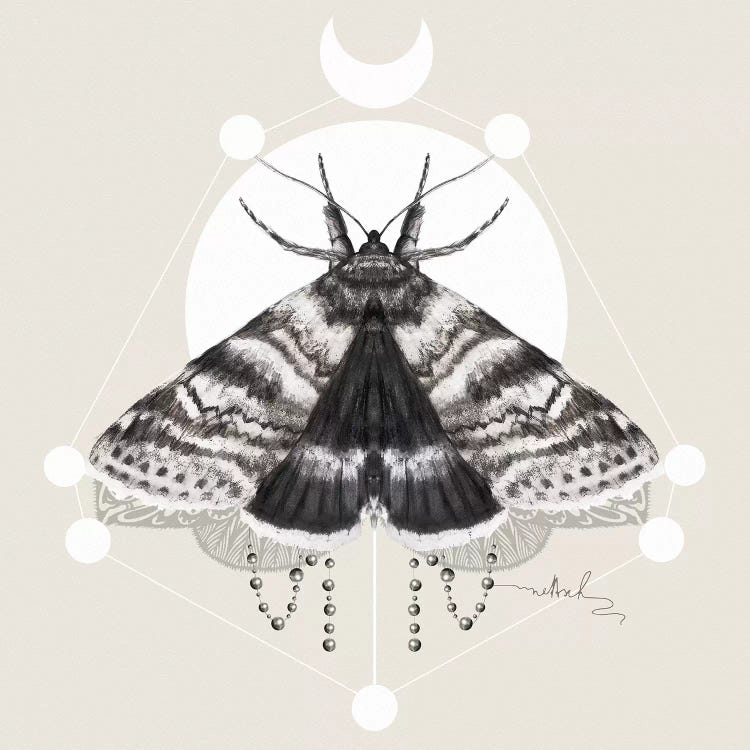 Moth