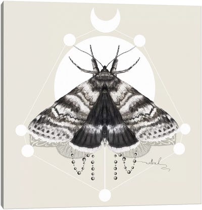 Moth Canvas Art Print