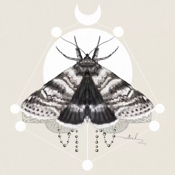 Moths: Moth by Nettsch