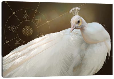 White Peacock Canvas Art Print - Nettsch
