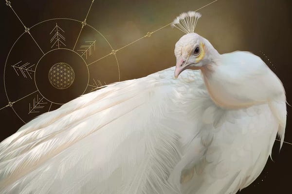 Peacocks: White Peacock by Nettsch