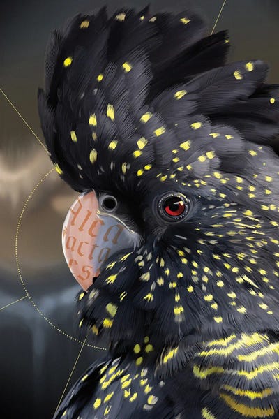 Cockatoo by Nettsch framed wall art