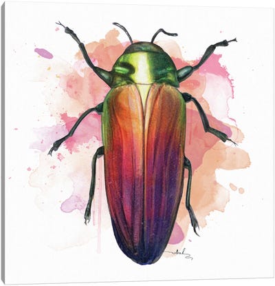 Belionota Sumptuosa Canvas Art Print - Beetle Art