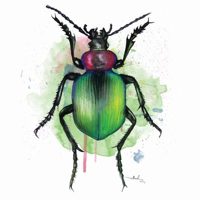 Calosoma Sycophanta by Nettsch art print