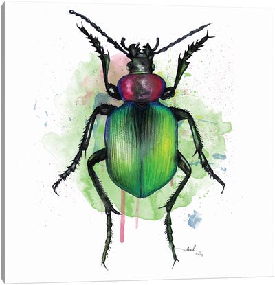 Calosoma Sycophanta Canvas Art Print - Beetles