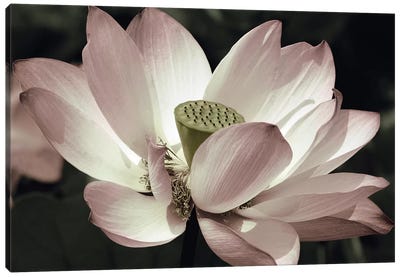 The Blossom Canvas Art Print - Lotus Art