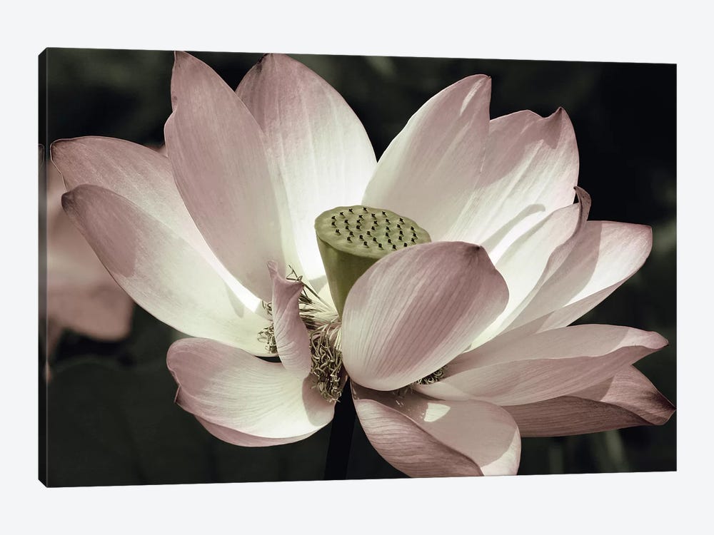 The Blossom by Andy Neuwirth 1-piece Canvas Art
