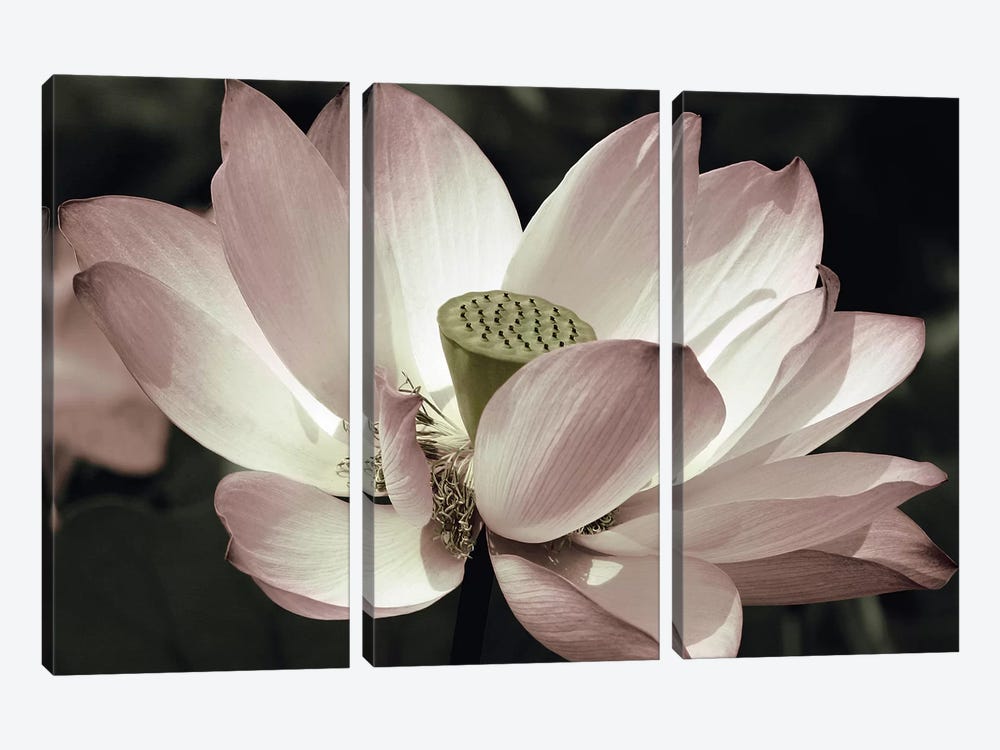 The Blossom by Andy Neuwirth 3-piece Canvas Wall Art