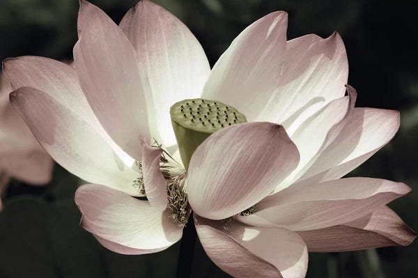 Lotuses