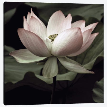 The Lotus I Canvas Print #NEU2} by Andy Neuwirth Canvas Print